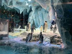 -帝企鹅自助餐厅•儿童岛•真企鹅(长隆企鹅酒店)