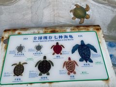 -广东惠东海龟国家级自然保护区