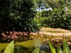 -新加坡飞禽公园