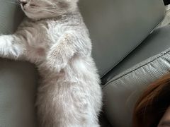 -babydoll猫舍·米努特·德文·缅因(久光中心店)