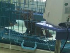 -恒幸动物医院·急重症转诊中心·神经内外科·CT核磁