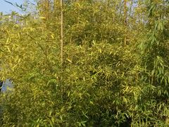 android_upload_pic-白塘生态植物园