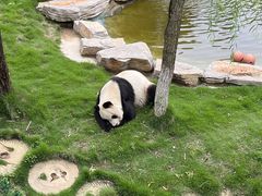 -西霞口神雕山野生动物世界