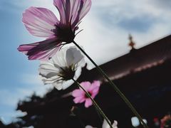 -格日勒阿妈蒙古厨房(大召店)