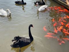 -鄱阳湖国家湿地公园