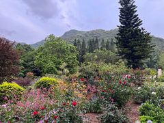 -深圳仙湖植物园