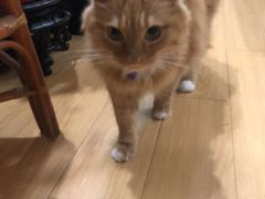 -翊宠yipet猫狗购宠庄园犬舍•猫舍