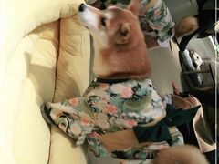 -逗柴咖啡屋·狗咖猫咖宠物桌游