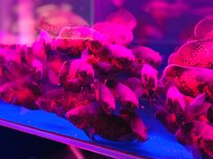 -中环花鸟鱼虫市场