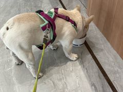 -北京派仕佳德动物医院·超导核磁·CT·神经科·骨科·内外科·急重症管理中心