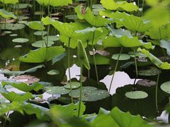 -荔湾湖公园
