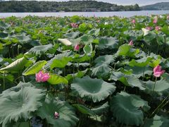 -西湖外事游船(花港观鱼码头)
