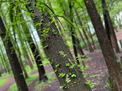 -上海共青森林公园