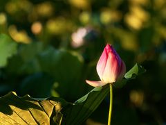 -荔湾湖公园