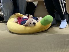 -逗柴咖啡屋·狗咖猫咖宠物桌游