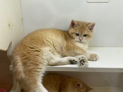 -70cat德文卷毛猫·缅因猫纯种猫舍