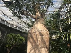 -北京植物园-展览温室