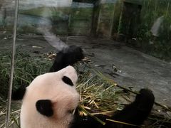 -上海野生动物园