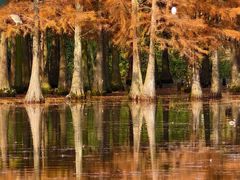 -白鹭湾湿地公园