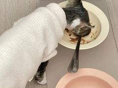 -Bastet sally猫舍购宠(静安店)