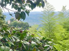 -莫干山风景区