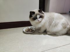 -欣宠猫屋·矮脚拿破仑·蓝金金渐层