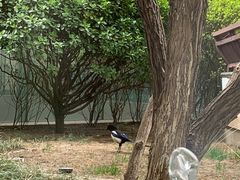 -九献创意菜·牛排馆(亮马河花园店)