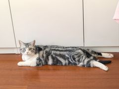 -中农国际动物医院24小时·猫科·骨科·急重症中心