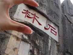 -西双版纳原始森林公园