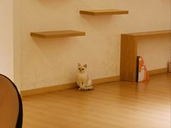 -猫腻·猫咖·撸猫馆(星光大道店)