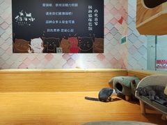 -猫冇咖·家门口的撸猫馆(大融城店)