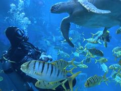 -太平洋海底世界