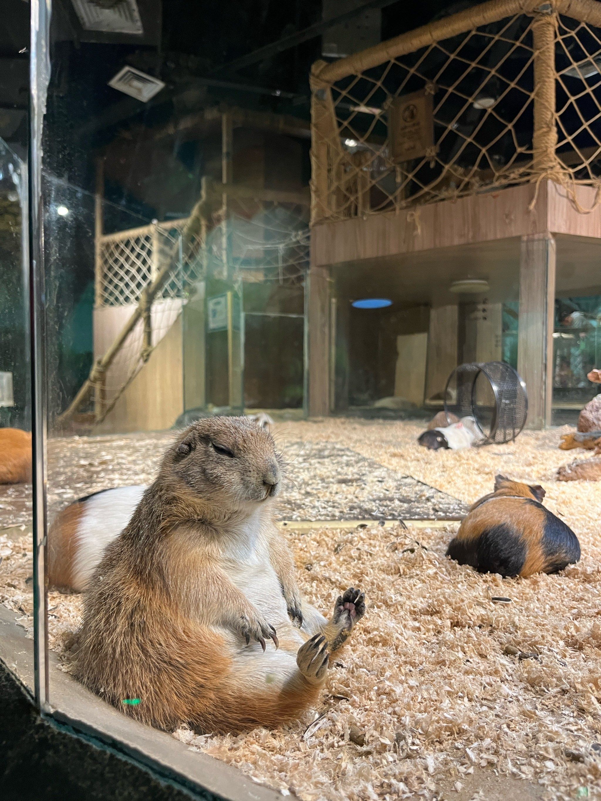 五一带娃去哪玩|天河城里的宝藏动物园