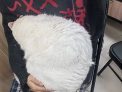 -瑞鹏宠物医院·内科·中兽医·骨科(苗圃店)