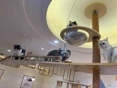 -滚猫咖啡·猫咖·猫友好撸猫(未来城店)