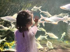 -西安曲江海洋极地公园