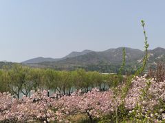 -樱花山风景区