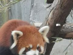 -武汉动物园