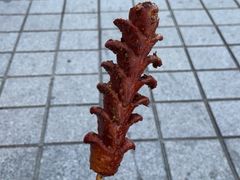 -URBAN REVIVO(青特万达广场店)