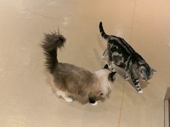 -藏猫猫咖啡主题馆(中央大道店)