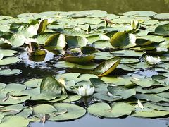 -国家植物园南园