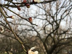 -香雪海