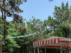 -日照海滨国家森林公园