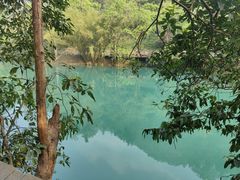 -贵州百里杜鹃风景名胜区