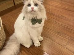 -客栈猫舍(中央北路店)