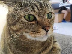 -喵园·猫主题咖啡厅·撸猫·猫咖(国贸店)