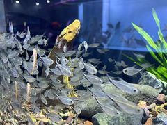 -花鸟鱼虫鲜花绿植市场(玉泉路店)