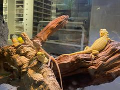 -酷以爬仙阁实体爬宠店·守宫·蜥蜴·专业繁育