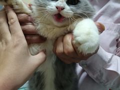 -lincat·猫舍(广州店)