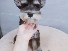 -宠福鑫康馨动物医院·骨科·眼科